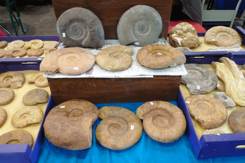Bourse de St Benoit 2016 - les fossiles de Gérard